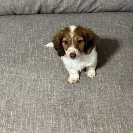 Dachshund Puppies from 4 Moore Ranch