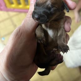 Chihuahua puppies from Tammy's Chihuahuas
