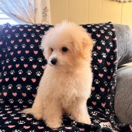 Bohdi - Cream male Maltipoo puppy in Live Oak, Florida from Grams Poodle Babies