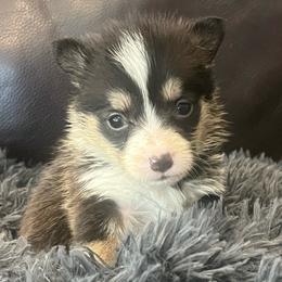 MO-M01 - Black and tan male Pembroke Welsh Corgi puppy in Stockton, Iowa from Infinity Corgis