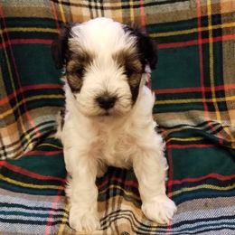 Girl 1 - Parti Miniature Schnauzer puppy in Maryland from Dogs and Cats Castle Mini Schnauzers