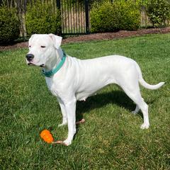 Dany - Dogo Argentino