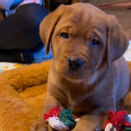 Boy 1 - Yellow Labrador Retriever puppy in Monticello, Arkansas from Wings N Whistles