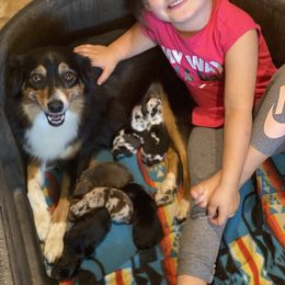 Miniature Australian Shepherd and Toy Australian Shepherd Puppies from HighEnd Aussies