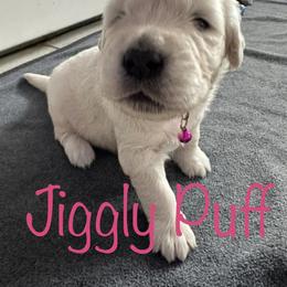 Golden Retriever Puppies from English Creams of Morningstar