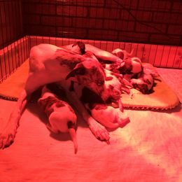 Whippet Puppies from Rose Acre Whippets