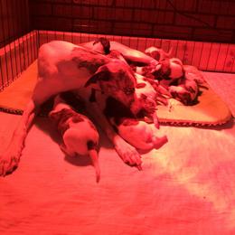 Whippet Puppies from Rose Acre Whippets