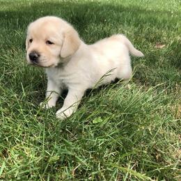 Labrador Retriever Puppies from New England Premier English Labradors