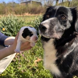 Miniature Australian Shepherd Puppies from Plett Pups