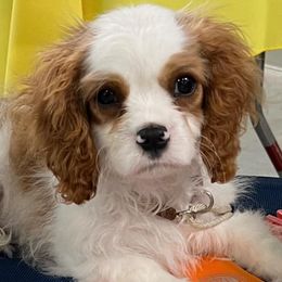 Cavalier King Charles Spaniels from Mentmore Spaniels