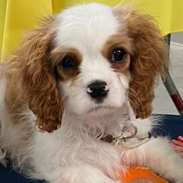 Cavalier King Charles Spaniels from Mentmore Spaniels