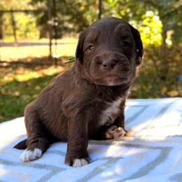 Cousin Itt - Red male Aussiedoodle puppy in Mulino, Oregon from Korbella Farm