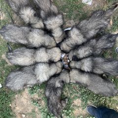 Sarplaninac Puppies from Sarplaninac in the USA