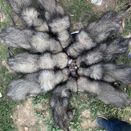 Sarplaninac Puppies from Sarplaninac in the USA