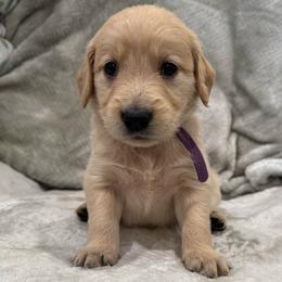 Christina Whoterberry: Dark Purple collar - Golden female Golden Retriever puppy in Monterey, Tennessee from Lawson’s Green Acres Goldens and Mini Dachshunds
