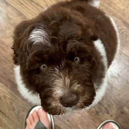 Newfypoo Puppies from Two Sisters Ranch, LLC