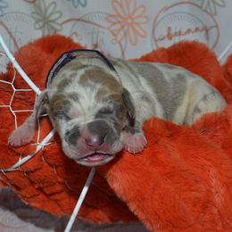 Easter - Great Dane puppy from Timpanogos Kennels