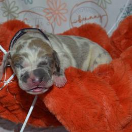 Easter - Great Dane puppy from Timpanogos Kennels