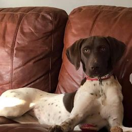 Sadie - German Shorthaired Pointer
