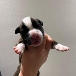 Male (gray) - Fawn male Boxer puppy in Jamesville, New York from Reynolds Homestead Boxers