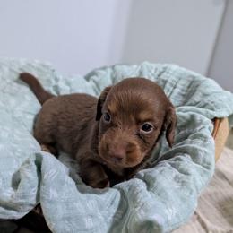 Pretzel - Chocolate and tan male Dachshund puppy in Lyles, Tennessee from Knox Ridge Dachshunds