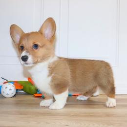 Pembroke Welsh Corgi Puppies from Arkansas Corgis