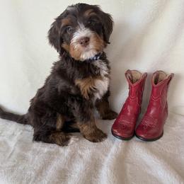 Bernedoodle Puppies from Rosie’s Tribe