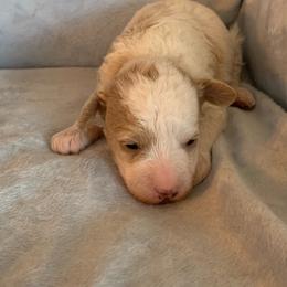 Scooter - Parti male Goldendoodle puppy in Haddam, Kansas from Golden B Acres