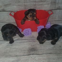 Yorkshire Terrier Puppies from Pawrific Tails