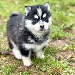 Sugar Plum - Black and white female Pomsky puppy in Auburn, Washington from Periwinkle Pomskies