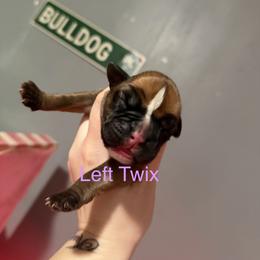 Light purple - Fawn female Boxer puppy in Louisville, Kentucky from Nelson’s Fancy Frenchies and Bulldogs