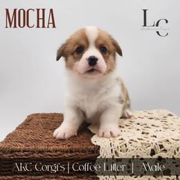 Mocha - Red male Pembroke Welsh Corgi puppy in Pine Village, Indiana from NL Horsemanship