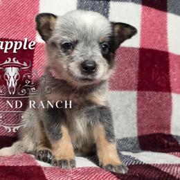 Pineapple - Blue female Australian Cattle Dog puppy in Silsbee, Texas from Rockin ND Ranch