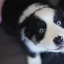 Australian Shepherd Puppies from Aussieway