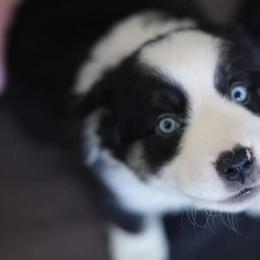 Australian Shepherd Puppies from Aussieway