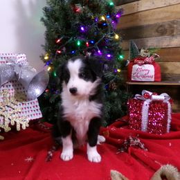 Boy 4 - Black and white male Border Collie puppy in Wakeman, Ohio from Sandstone Ridge Kennels