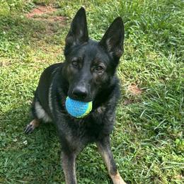German Shepherds from Lisa Rosado