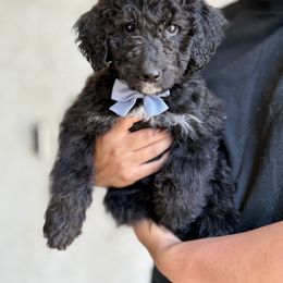 Blue - Black male Bernedoodle puppy in Moreno Valley, California from Ayy_Doodles
