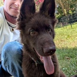 German Shepherd Puppies from Evergreen Shepherds