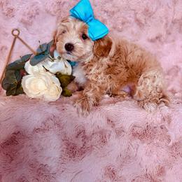 Fran - Cream female Maltipoo puppy in West Jordan, Utah from Mid Sized Maltipoos and More LLC