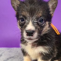 Boy 3 - Pembroke Welsh Corgi puppy in Vinton, Ohio from Raccoon Creek Corgis