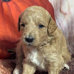 Black collar boy - Apricot male Goldendoodle puppy in Colorado Springs, Colorado from Pikes Peak Doodles