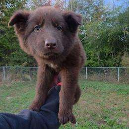 Java - Liver female German Shepherd puppy in Winston Salem, North Carolina from Samtastic Shepherds