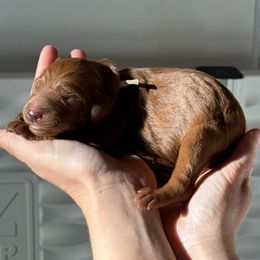 Goldendoodle Puppies from Doodle Darlings