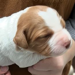 Zina girl 1 - White and orange female Brittany puppy in Floyd Knobs, Indiana from Cross Creek Brittanys