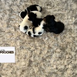 Poodle, Yorkipoo, and Yorkshire Terrier Puppies from All My Pooches