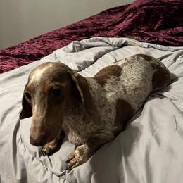 Marley - Dachshund