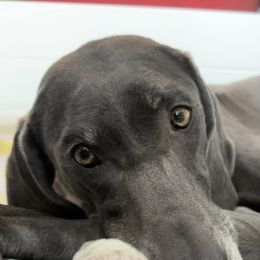 Weimaraners from Blue River Weimaraners