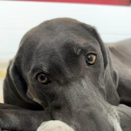 Weimaraners from Blue River Weimaraners