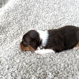 Boy 2 - Red tri-color male Australian Shepherd puppy in Rochester, Massachusetts from Clover Creek Aussies